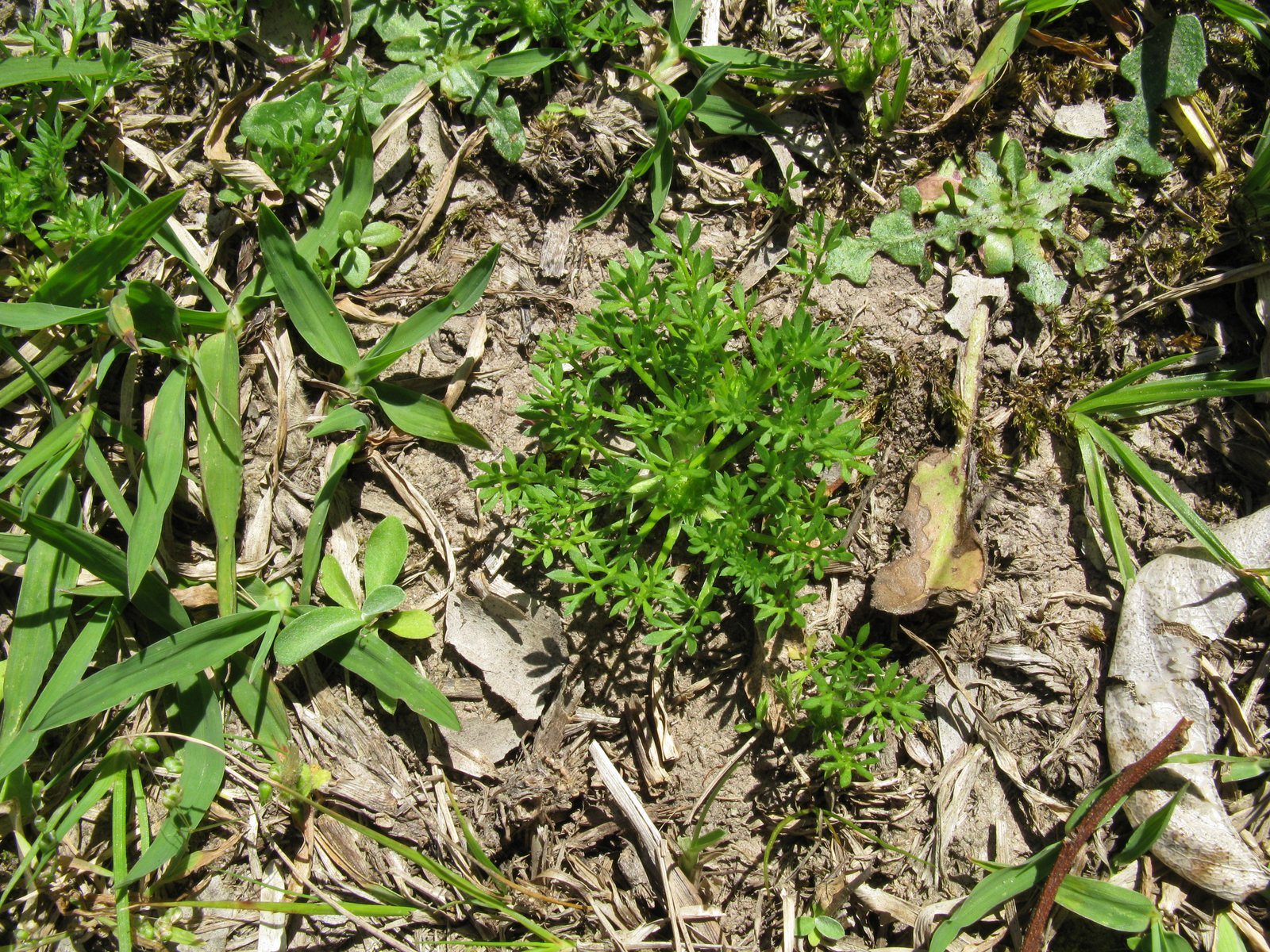 Bindii Soliva sessilis growing as a low rosette among turf and bare soil