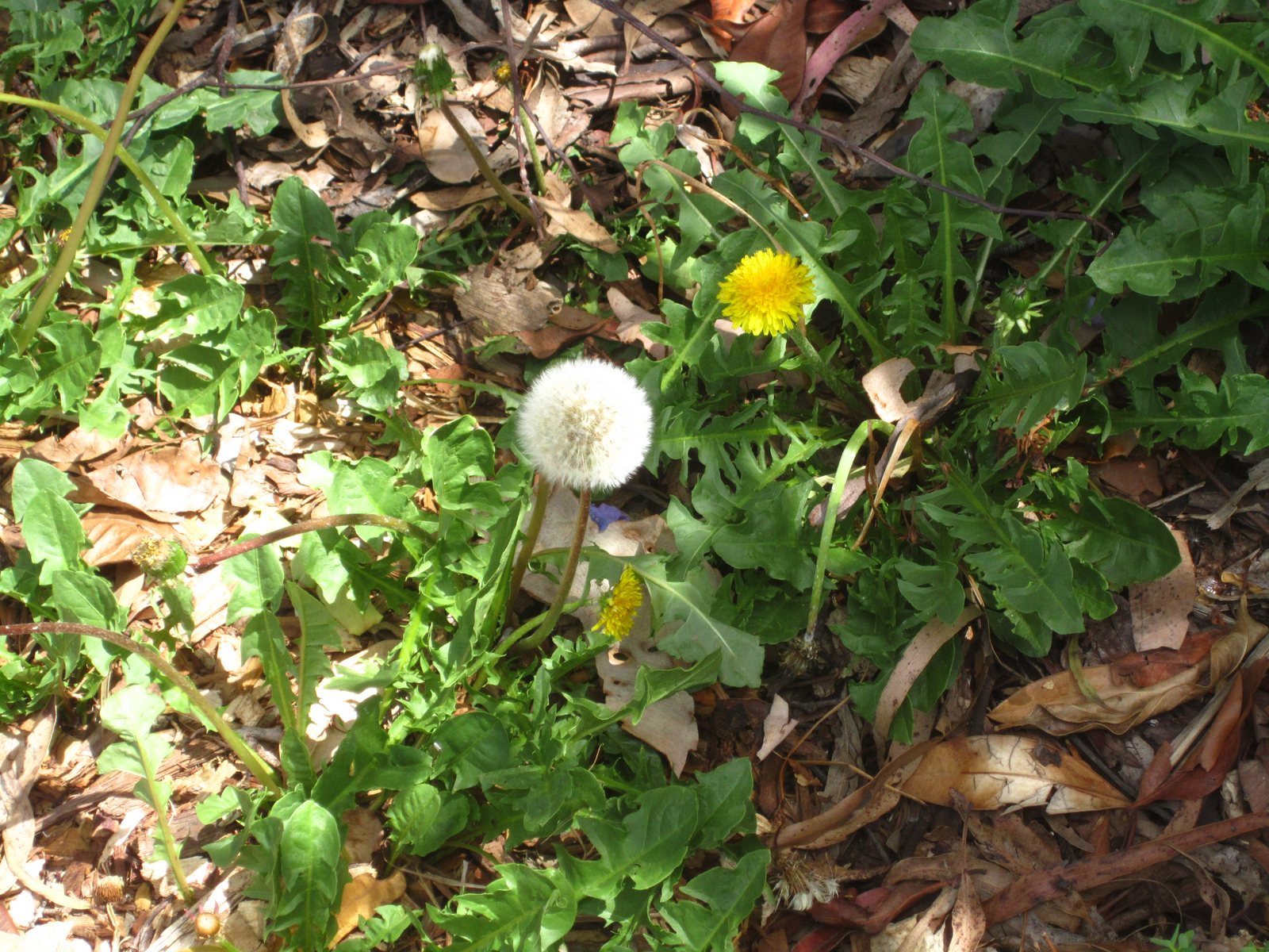 Dandelion Taraxacum officinale at Brisbane Botanic Gardens Mount Coot-tha
