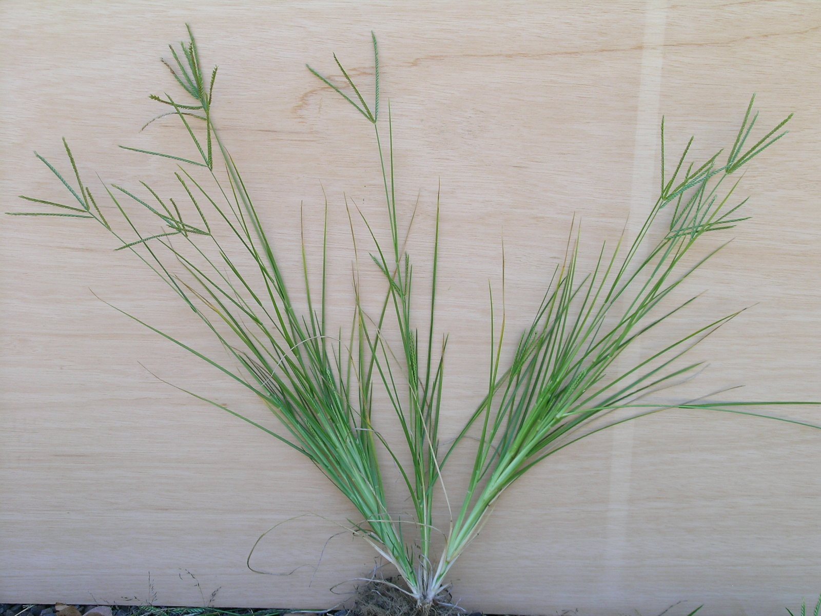 Uprooted crowsfoot grass Eleusine indica specimen showing its tuft and finger-like seed heads